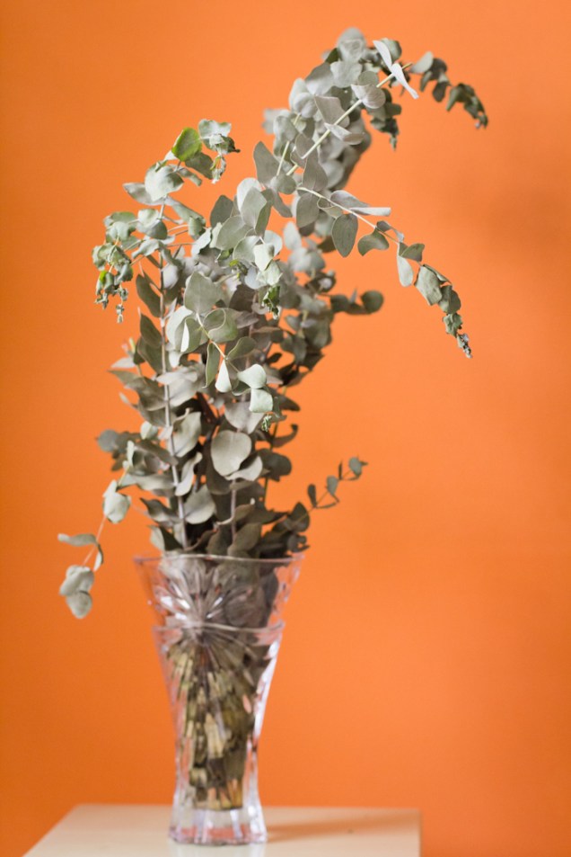 A espécie de eucalipto indicada é o eucalipto argentino (Eucalyptus cinerea), que tem as folhas arredondadas e bem perfumadas. Pode ser encontrado em bancas de flores, pois é usado em arranjos.