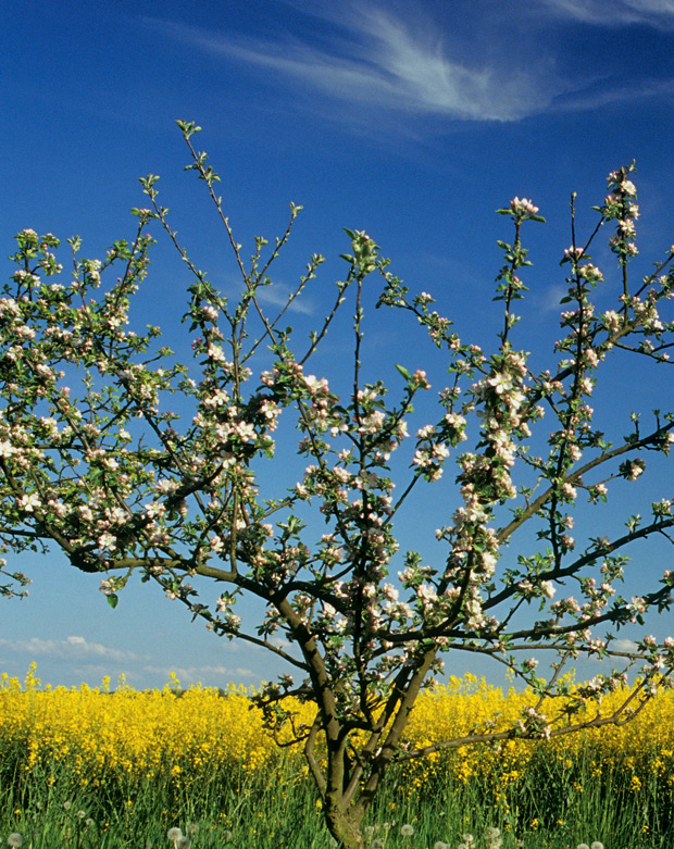 01-primavera-verao-outono-e-inverno