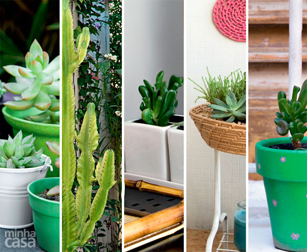 01-suculentas-plantas-faceis-de-cuidar