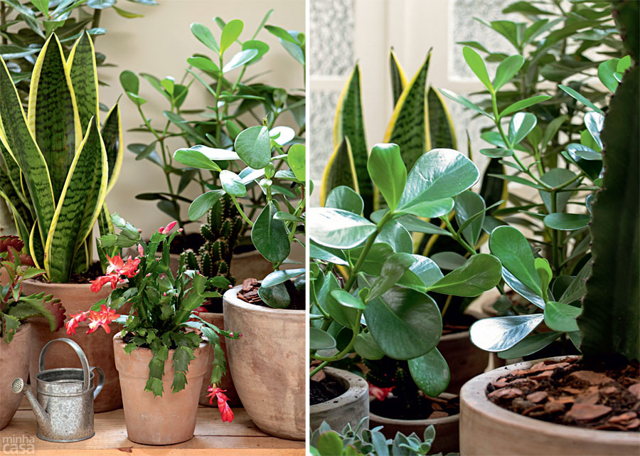 03-um-jardim-feito-com-plantas-resistentes-e-pouca-manutencao