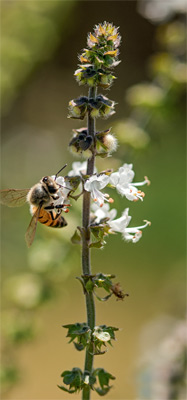 04-receitas-flores-comestiveis