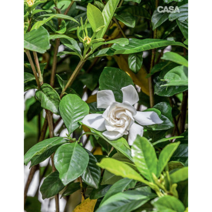 07-inspiracao-do-dia-jardim-perfeito-no-topo-de-um-predio