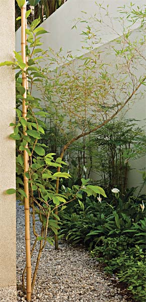 Junto &agrave; entrada, uma vara de bambu guia a trepadeira congeia (Congea tomento...
