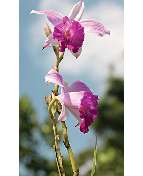 A orquídea-bambu (Arundinabambusifolia) atinge 2 m de altura. Ela for...