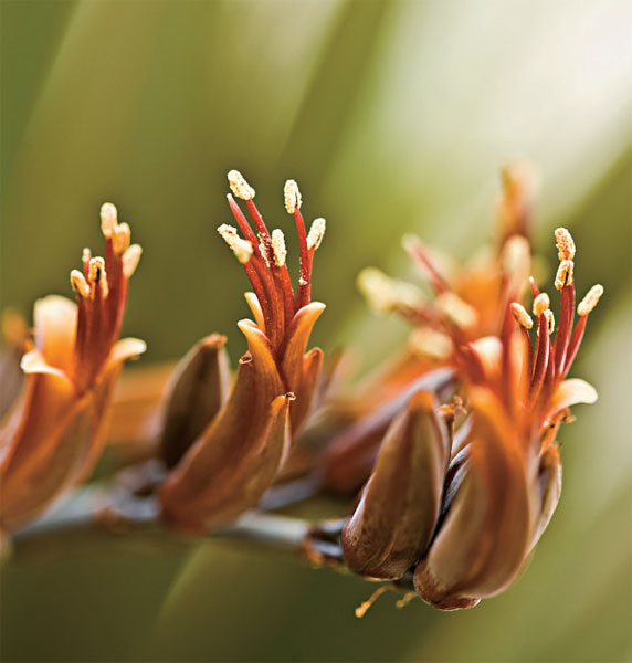 3. Rar&iacute;ssima, a flor do f&oacute;rmio s&oacute; aparece durante a primavera.