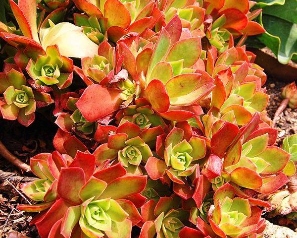 Nome cient&iacute;fico: Aeonium leucoblepharum
