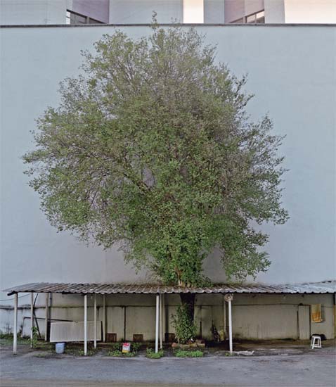 A relação entre a natureza e o urbano é um dos temas favoritos do fotógra...