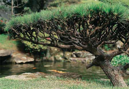 Constru&iacute;do entre 1960 e 70, o jardim da casa do pintor Manabu abe (1924-1997...