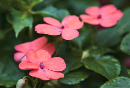 Maria-sem-vergonha Impatiens walleriana Herbácea de 30 a 50 cm de alt…