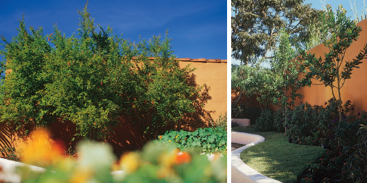 A rom&atilde; foi escolhida para compor o jardim porque est&aacute; diretamente relaciona...