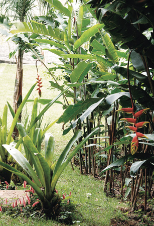 Projeto de paisagismo cria quintal com jardim para lazer da família