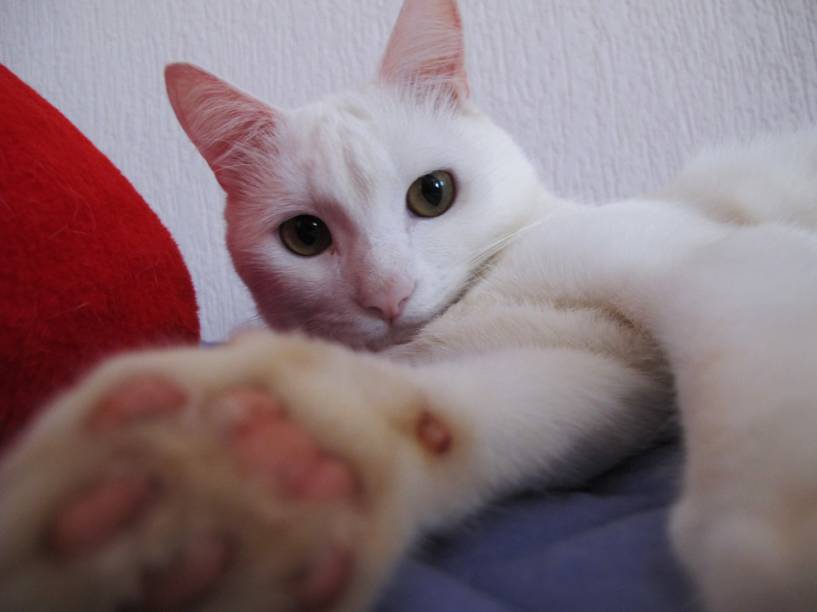 O que fazer para que meu gato pare de arranhar tecidos e móveis Eles arranham para brincar, afiar as garras e se comunicar. Em vez de eliminar esse hábito, disponibilize locais, como arranhadores, em que ele possa exibir seu comportamento sem fazer estragos. Vale tornar a área que ele unha desagradável com fitas adesivas duplaface. Outro truque é espirrar água na cara do bichano na hora da ação. Se nada disso adiantar, coloque ao redor do sofá um fio de náilon amarrado a um objeto barulhento, como uma tampa de panela. Ele levará um pequeno susto sempre que atacar a peça e desistirá com o tempo. Para garantir a eficácia do processo, ofereça um arranhador e agrade-o quando estiver agindo certo. Há quem diga que o dono pode até arranhar um pouco para que o gato aprenda por observação. Branco, o gatinho da Clara Vanali (foto).