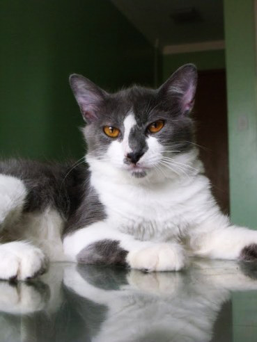 Toda vez que vai ao veterinário, meu gato fica agressivo e é um sacrifício tirá-lo de casa. Como deixá-lo menos apavorado? Seu gato já relaciona a movimentação de saída à lembrança da clínica, território fora de seu controle. Só o fato de ser colocado na caixa de transporte é capaz de deixá-lo arisco. Acostume-o a esse processo aos poucos: comece a alimentá-lo dentro da caixa e dê petiscos sempre que ele entrar ali sozinho. Depois, encene a saída para a consulta e quando o bichano estiver na caixa, passe a oferecer a guloseima com a porta fechada. Na próxima etapa, ande com ele dentro da caixa e recompense-o. Outra dica: associe espaços novos a algo bom, oferecendo o que ele gosta de comer em lugares fora de casa. Pepe é o gato da Vaneuda Paula (foto).
