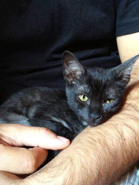 Como fazer para que meu gato não estranhe a mudança de casa? Diante de um lugar desconhecido, o gato se sente assustado e, por isso, pode fugir ou ficar agressivo. Para evitar o problema, o truque é prendê-lo em um único cômodo. Só depois que estiver adaptado a esse espaço, deve ter acesso ao resto da casa. Prepare o ambiente com todos os acessórios, da ração ao arranhador, e posicione a cama e as vasilhas de água e de comida do lado oposto ao da caixa de areia. O gato deve permanecer nesse local até voltar a se comportar normalmente: deixar o dono fazer carinho, brincar, comer e dormir bem. Lembre-se de que o local provisório tem de continuar acessível, caso o bichano fique inseguro. Mia é a gatinha da Mariana Moura (foto).