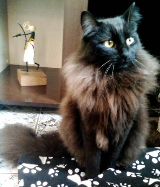 Como tornar o gato mais amigável com as visitas? O truque é associar a presença das pessoas a algo que o gato adora. Encha-o de carinhos e dê um petisco sempre que uma visita chegar. Guarde a guloseima mais gostosa para essas ocasiões e, no início, ofereça-a bem de seu esconderijo e deixe-o comer tranquilamente. Assim que virar um costume, ponha o alimento um pouco mais afastado, estimulando o felino a sair parcialmente do local. Aos poucos,coloque os pedaços de petiscos mais perto das visitas. Com o tempo, o bichano pedirá o alimento toda vez que chegar alguém. No começo, peça para a visita não se aproximar do gato e procurar ignorá-lo totalmente. Qualquer movimento que pareça assustador, ou mesmo a tentativa de agarrar o bichano, pode colocar tudo a perder. Rubi divide a casa com Lilia Braun (foto).