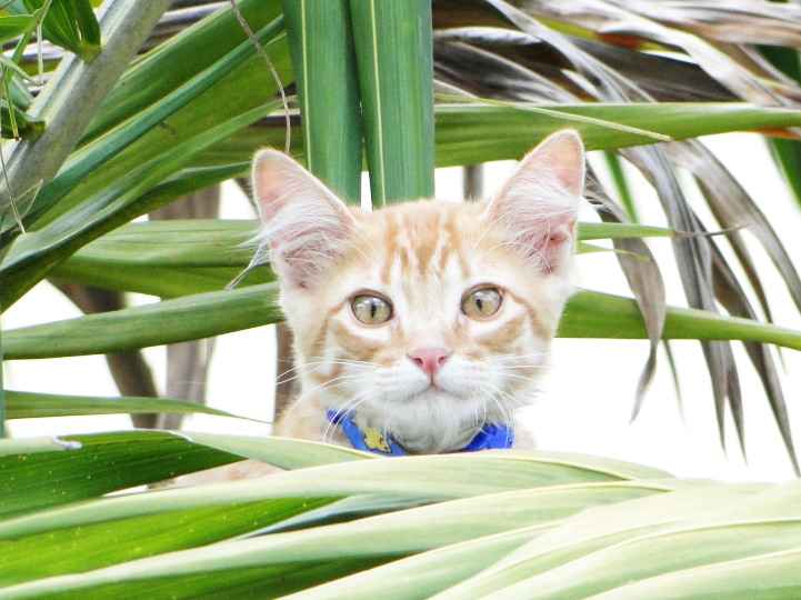 Tenho dois gatos que brigam demais. Como resolver isso? Às vezes, por instinto, os gatos entram em pé de guerra e disputam alimento e espaço. Quando a briga começa, é melhor separar os bichanos e reaproximá-los aos poucos. Para deixar os dois juntos outra vez, coloque o menos corajoso dentro de uma caixa de transporte e repreenda qualquer intenção de ataque do mais agressivo com um spray de água. Durante esse processo, que pode durar semanas, solte os felinos apenas quando eles conseguirem se alimentar no mesmo espaço. Só os deixe sozinhos depois de ficarem juntos várias vezes sem brigas.Truque infalível: sirva guloseimas apetitosas e associe o treino a momentos de prazer. Gato da Edna Adabo (foto).