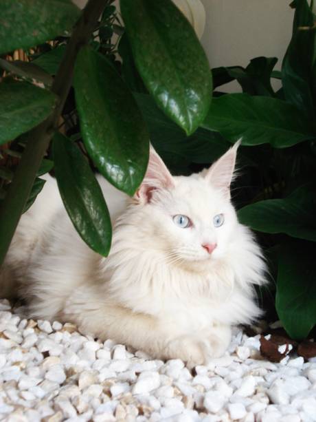 Meu gato costuma usar a casa dos vizinhos como banheiro. Como posso impedi-lo? O ideal é evitar que o gato vá à casa do vizinho. Assim você corre menos risco de que ele seja atacado por um cão ou até envenenado. Para isso, coloque telas nas janelas de sua casa. Se puder contar com a ajuda do vizinho, há dois bons truques. Peça a ele que borrife água no gato no momento em que ele estiver cometendo o delito. Mas, se o alvo do bichano for um jardim, a saída é colocar telas de arame encostadas na grama ou na terra dos vasos de plantas. Isso o impedirá de cavar para esconder os excrementos e ele rapidamente perderá o hábito de usar o local. Atenção: o gato também pode urinar ou defecar como forma de demarcar o território. Nesse caso, o mais indicado é a castração. Eloa vive com Leandra Mulati (foto).