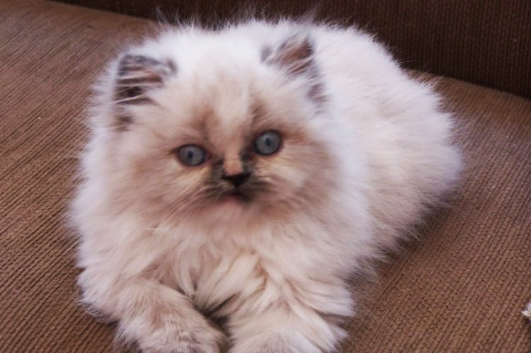 Tenho um gato e estou grávida. Que medidas devo tomar para que ele não estranhe o bebê? O melhor caminho é implementar mudanças na rotina antes da chegada do bebê, já que a maioria dos gatos fica estressada com alterações repentinas no cotidiano e desconhecidos. Por isso, habitue seu bichano gradualmente. Por exemplo: se não quiser que ele entre no quarto da criança, proíba o acesso desde já. Após o nascimento, procure associar os momentos de convívio entre os dois a coisas prazerosas para o felino, oferecendo petiscos e carinho. É um truque que pode ser praticado não apenas por você como também por quem estiver por perto. Aos poucos, seu gato vai passar a adorar a companhia do novo membro da família. Mel é a gatinha da Roseli Alves (foto).