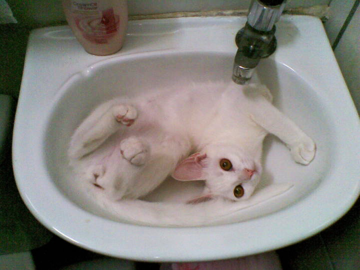 Meu gato se lambe compulsivamente e arranca os próprios pêlos sempre que limpamos a casa ou mudamos os móveis de lugar. Por que ele faz isso? Gatos são obcecados por controle de território. Os mais estressados podem ficar desesperados quando a configuração do lugar onde vivem é alterada, mesmo que provisoriamente. Eesse estresse desencadeia comportamentos compulsivos. Por isso, os felinos sensíveis devem ganhar um canto em que possam ficar durante a limpeza dos outros locais da casa. Outra saída é recorrer aos feromônios, odores artificiais calmantes, vendidos em petshops. Dica: depoisde uma faxina, brinque com o felino em cima do tapete ou esfregue as suas mãos nos objetos e móveis da casa. Isso ajuda o gato a não estranhar o que foi limpo. A adorável Sara vive com Angélica Rosendo (foto).