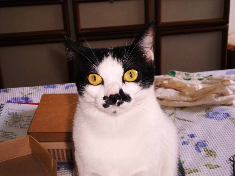 Meu gato mia e arranha a porta do meu quarto de madrugada, insistindo para entrar. Como impedi-lo? Alguns gatos querem atenção constante dos donos. Para evitar que o seu acorde você à noite, use o aspirador de pó. Posicione o aparelho, pronto para funcionar, no local onde ele costuma miar (deixe só o fio dentro do quarto). Quando o felino começar a fazer barulho, ligue o equipamento na tomada. O ruído e o vento causarão desconforto no bichano, que abandonará o hábito. Mas, se ele estiver dentro do cômodo pedindo para sair, a dica é usar um spray de água. Toda vez que ele arranhar a porta, dê uma borrifada. Também é importante que você recompense com petiscos sempre que o bicho se comportar direitinho. A graciosa Mel vive com Ligia Viana (foto).