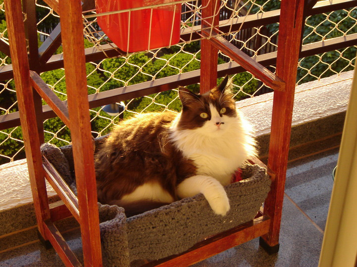 Tenho um cão e quero adotar um gato. Como conseguir que eles convivam bem? O segredo é aproximá-los aos poucos. Reserve uma área na qual o gato se sinta seguro. No primeiro contato, mantenha o cão na coleira e o felino numa caixa de transporte. Ofereça petiscos aos dois, associando o momento aalgo prazeroso. Quando o bichano começar a brincar na presença do cão, é sinal de que relaxou. O próximo passo é soltá-lo. Faça isso com o cachorrona coleira e num cômodo pequeno, o que diminui a chance de uma possível perseguição. Repita o exercício várias vezes e lance mão do borrifador de água para inibir o gato caso ele tente atacar o cão. Se o contrário acontecer, dê um puxão na guia. Quando ambos estiverem confortáveis, alongue a coleira do cão. Só suspenda a supervisão quando a convivência estiver tranqüila. A gata Michelle vive com Marcia Aono (foto)