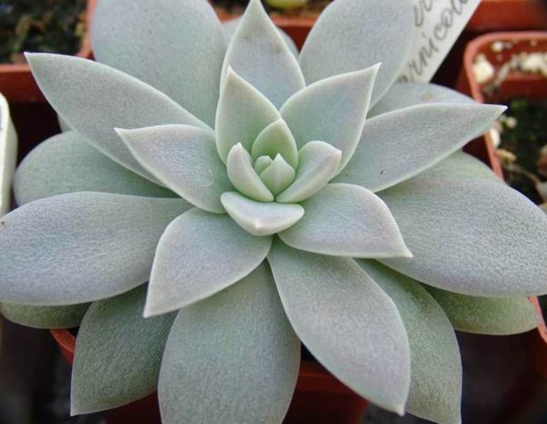 Nome científico: Echeveria carnicolor