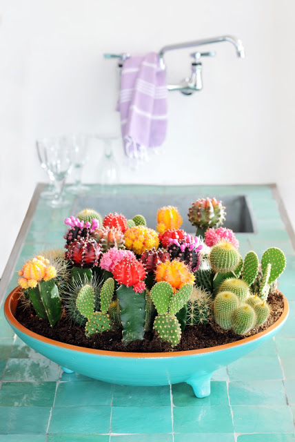Cactos