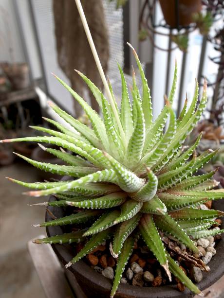 Nome científico: Haworthia Fasciata