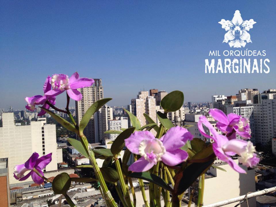 Orquídeas em São Paulo: você pode ajudar plantá-las