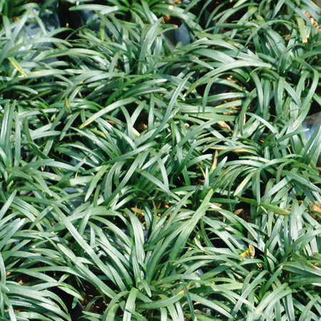 Nome popular: grama-preta
Nome científico: Ophiopogon japonicus