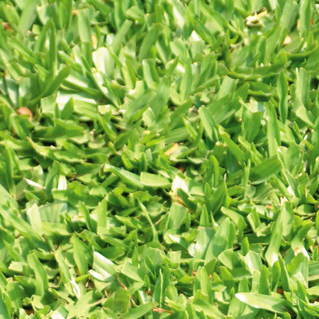 Nome popular: grama são-carlos, grama-tapete, grama-sempre-verde
Nome cie...