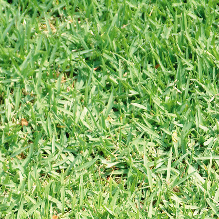 Nome popular: grama-esmeralda Nome cient&iacute;fico: Zoysia japonicaOrig...