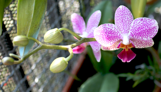 Orquídea morre depois de dar flor?
