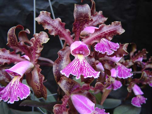A Cattleya é um dos gêneros mais comuns de orquídeas no c...