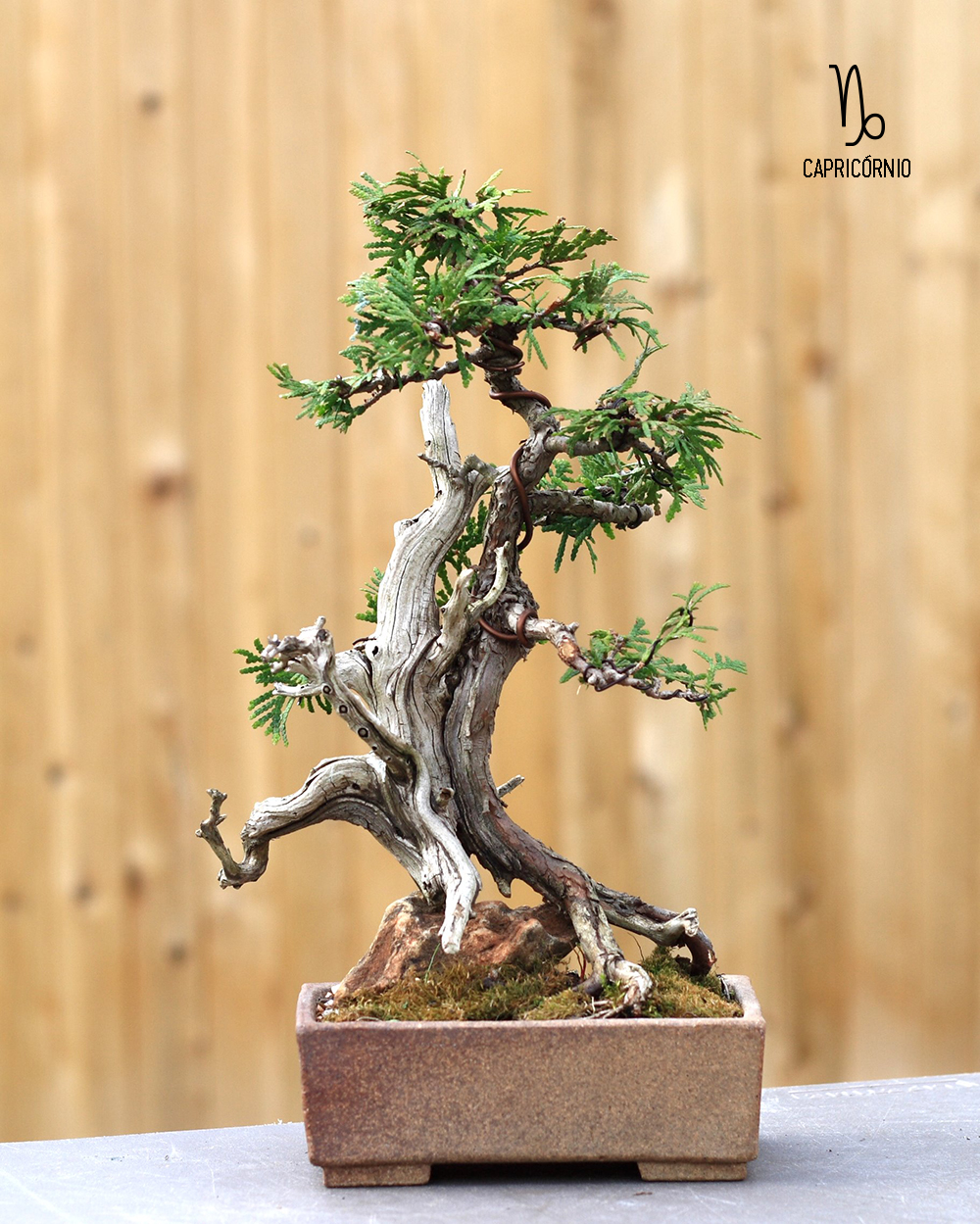 planta-de-capricornio-bonsai
