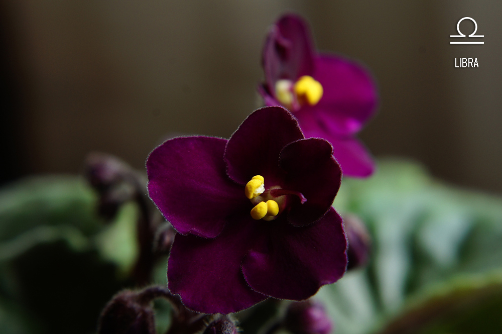 planta-dos-signos-violeta-africana-libra