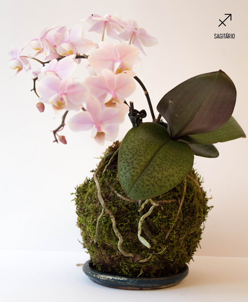 plantas-dos-signos-kokedama-de-orquidea-aquario