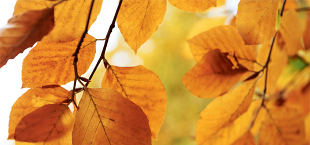 Primavera, verão, outono e inverno dentro da gente