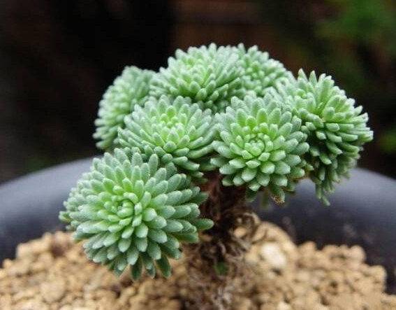 Nome cient&iacute;fico:&nbsp;Sedum multiceps
