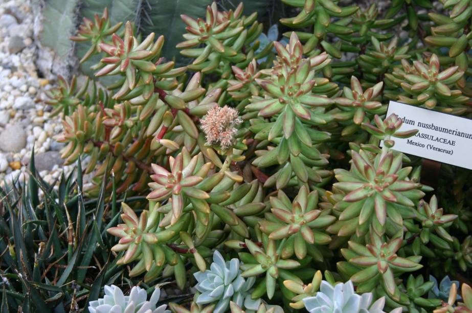 Nome científico: Sedum nussbaumerianum