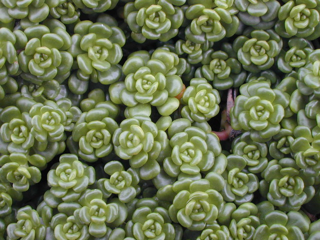 Nome científico: Sedum oreganum