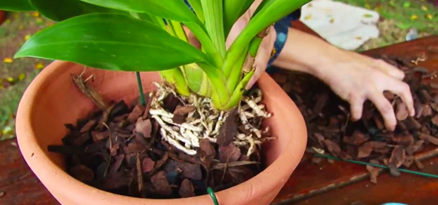 sua-orquidea-esta-morrendo-pode-ser-erro-no-transplante