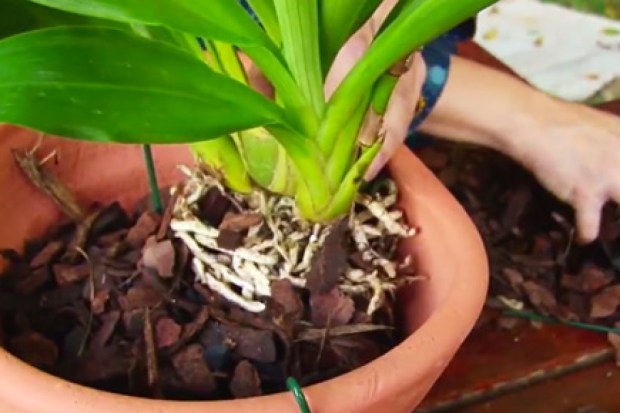 Sua orquídea está morrendo? Pode ser erro no transplante! | CASA.COM.BR