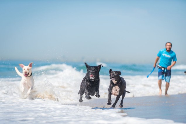 2. Os cachorros que ficarem no <a href="http://www.fitdogsportsclub.com/wp/">Fitdog Sports Club</a> em Santa Monica, são levados para praias e trilhas do sul da Califórnia. As acomodações garantem camas refrescantes para pets peludos, cabelereiro e mini bar.