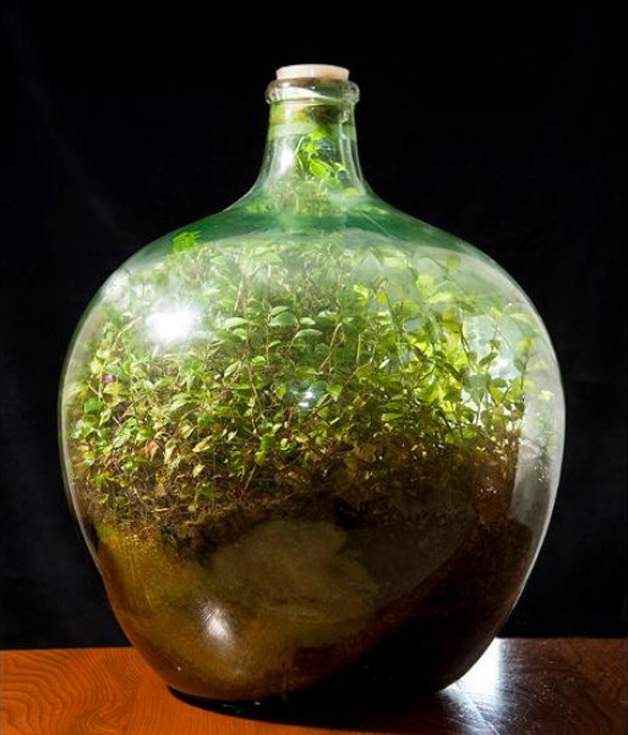 Jardim em garrafa sobrevive sem água desde 1972