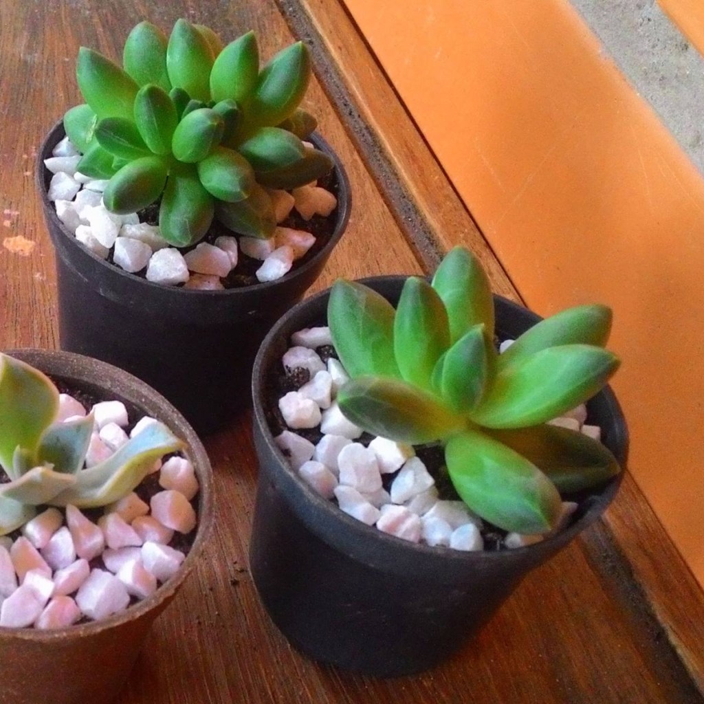suculenta-plastico Suculentas em vasos pequenos com perlitas