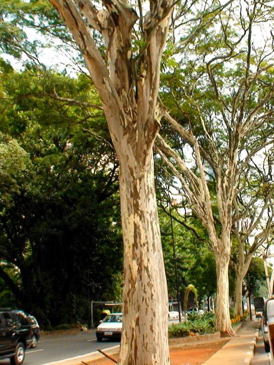 árvore-calçada-pau-ferro