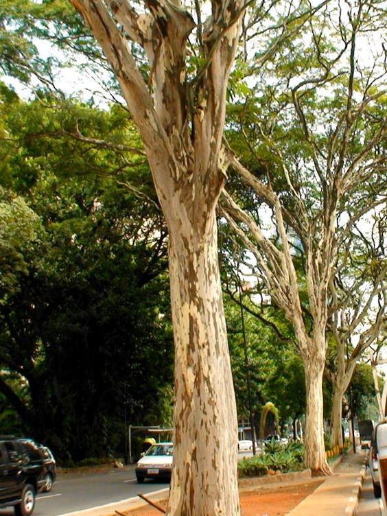 Como escolher a melhor árvore para plantar na calçada