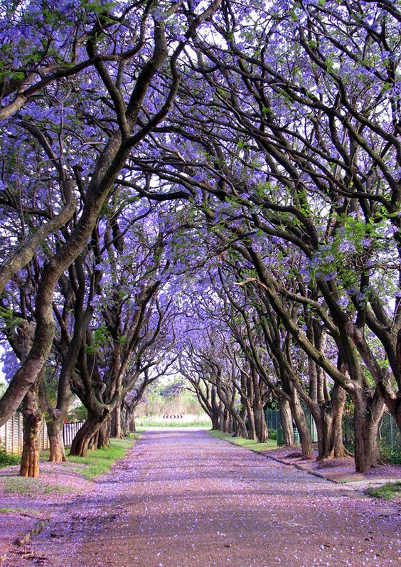 árvores na rua