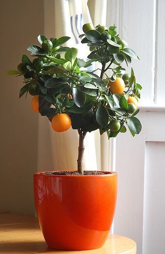 <b><a href="https://www.apartmenttherapy.com/growing-citrus-indoors-129910">Vasos com árvores cítricas</a>: </b><span style="font-weight:400;">se você mora em apartamento sem varanda, é possível cultivar árvores de frutas cítricas, que deixam o ambiente mais bonito e com um aroma agradável. Lima-da-pérsia, laranja-lima e limão-siciliano são boas opções.</span>